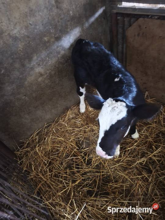 Sprzedam cielę bycka