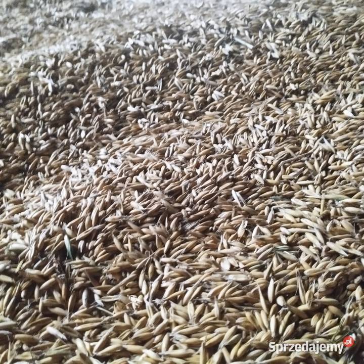 Sprzedam owies jary Turczyn sprzedam