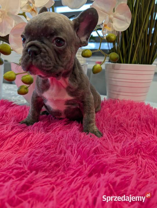 Buldog francuski piesek Gdańsk