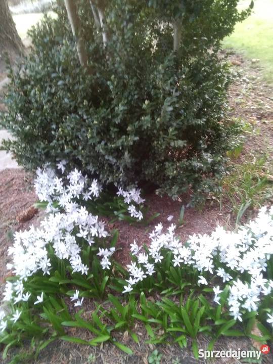 Sprzedam prawa do dzialki Rod Sochaczew sprzedam