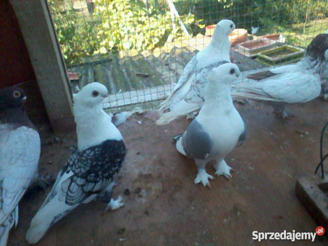 golebie standarty Legnica