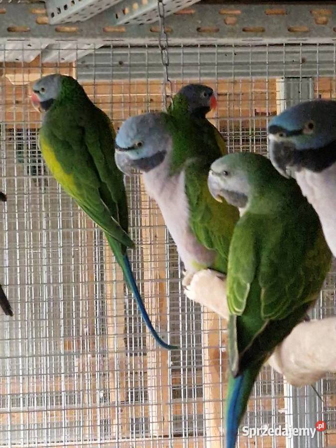 Aleksandretty Chińskie Ptaki Dąbrowa sprzedam