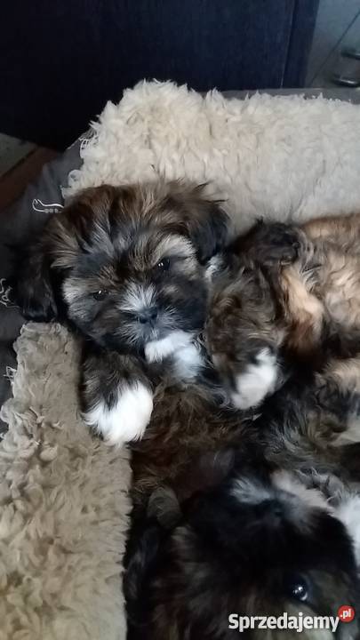 Szczeniaki mieszaniec shih tzu i york Psy Słupca