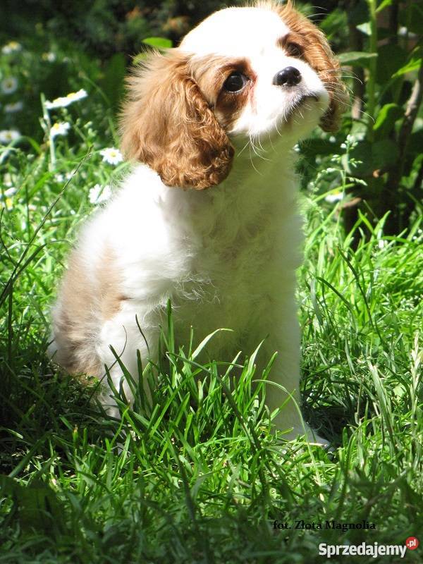 Cavalier King Charles Spaniel z rodowodem Katowice