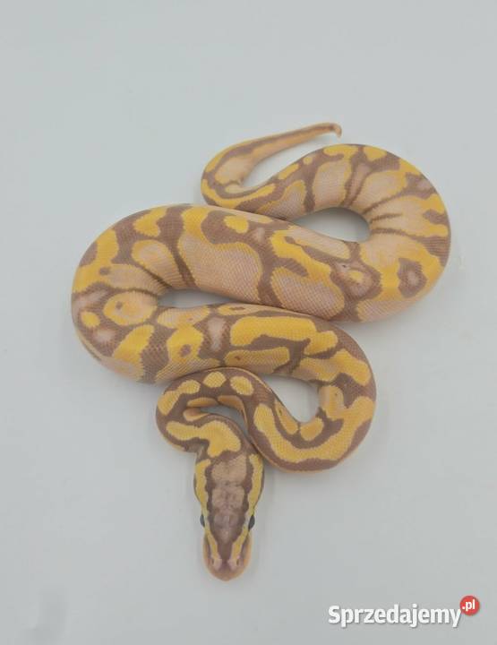 Pyton Królewski samica Pastel Woma Enchi YB