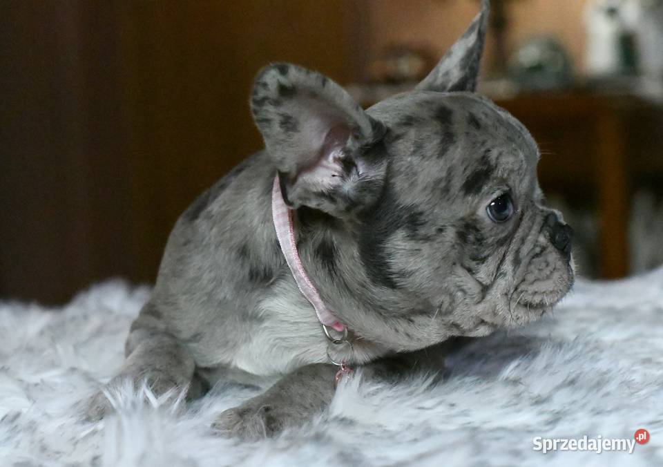 Buldog francuski sunia Gotowa do odbioru BLANKA Łódź sprzedam