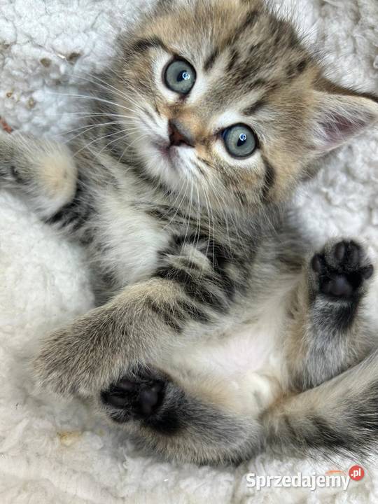 Kocurek brytyjski Alfa Wielka Lipa