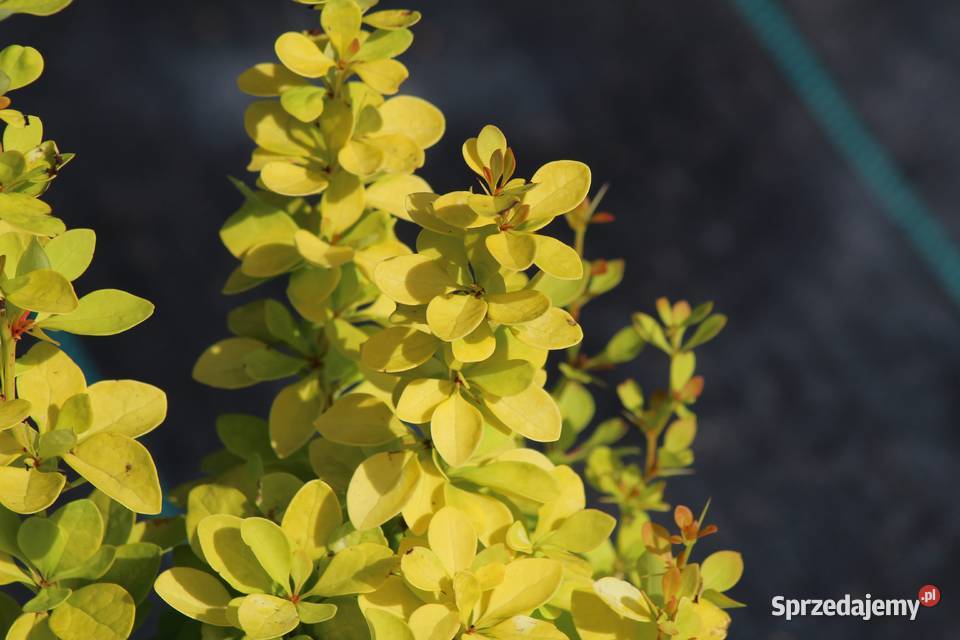 Berberys Thunberga Maria małopolskie Imbramowice