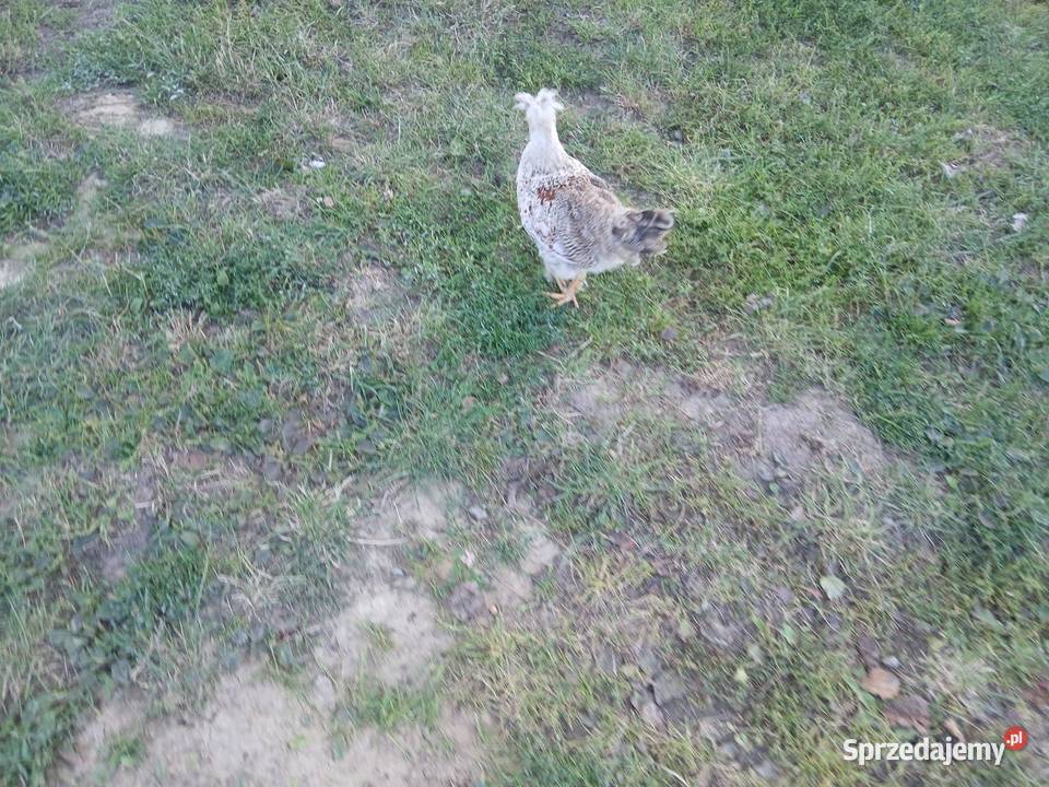 Kogutek czubatek staropolski Czarnocin sprzedam