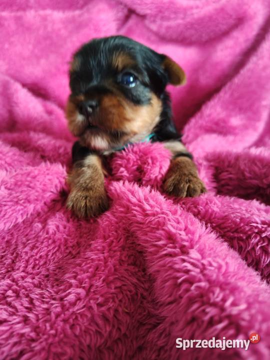 Piesek yorkshire terrier do rezerwacji Łążynek