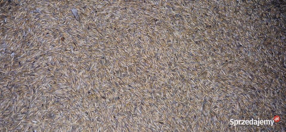 Owies certyfikat ekologiczny Zboża Zboża Przywidz