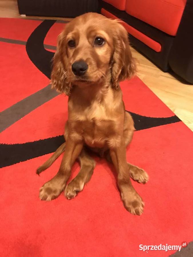 Piesek Cocker Spaniel Cocker Spaniel Hajnówka