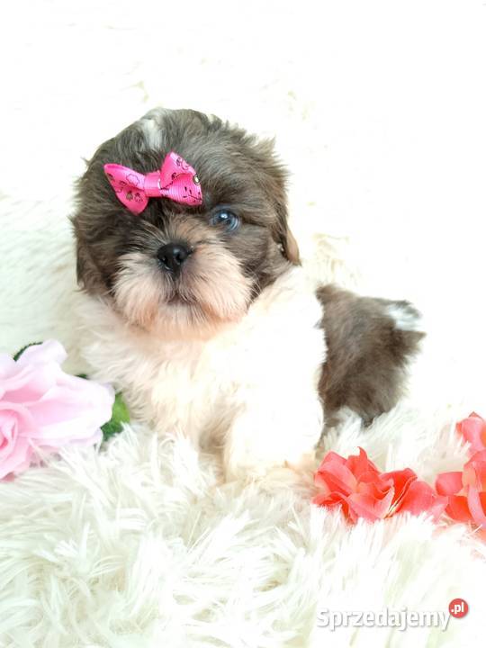 Gotowa do odbioru suczka rasy ShihTzu Shih Tzu Kępno sprzedam