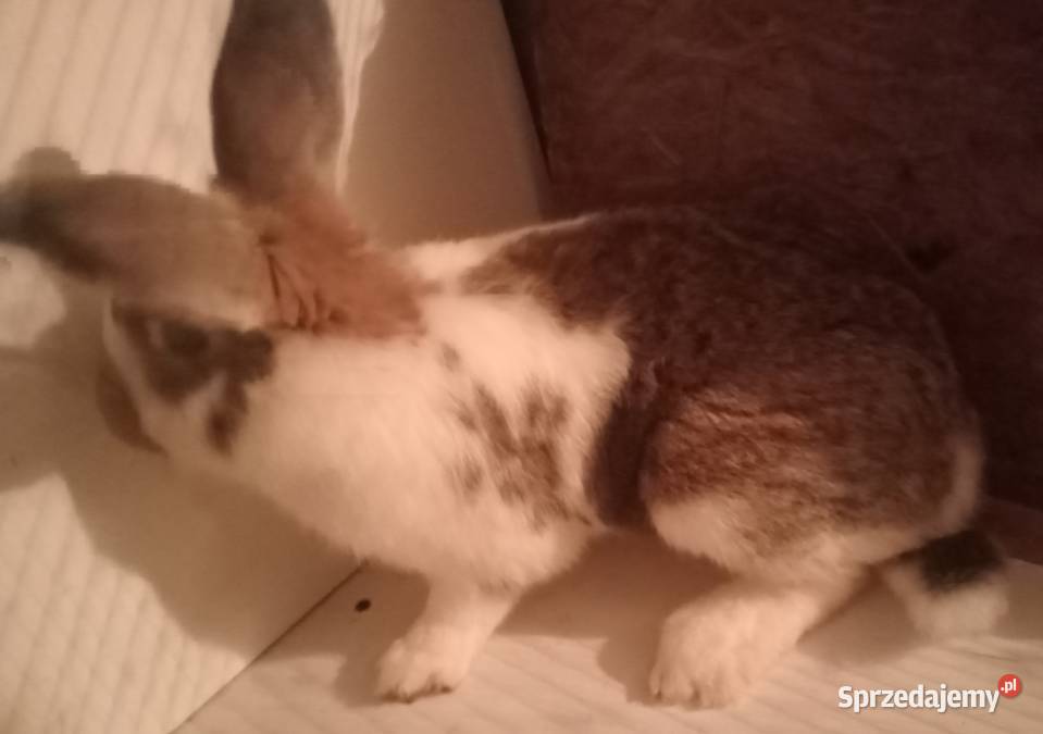 Sprzedam Samca mieszaniec z belgiem śląskie