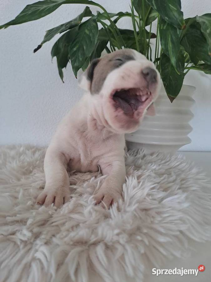 SZCZENIAKI Amstaff Opatów