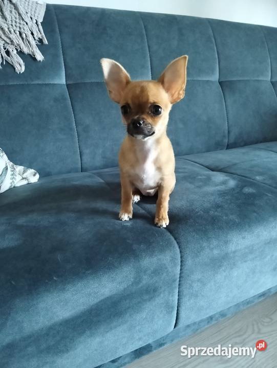 Biszkoptowa chihuahua Chihuahua Konin