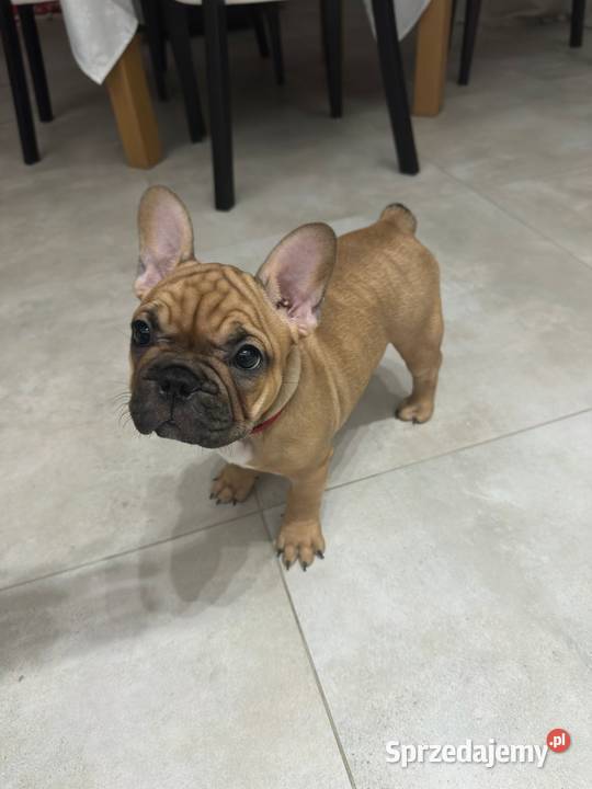 Buldog Francuski suczka BuFu Joko Kiełpino sprzedam