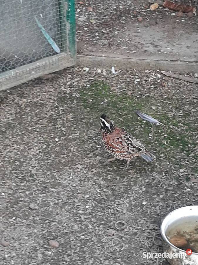 Przepiór wirginijski Skała