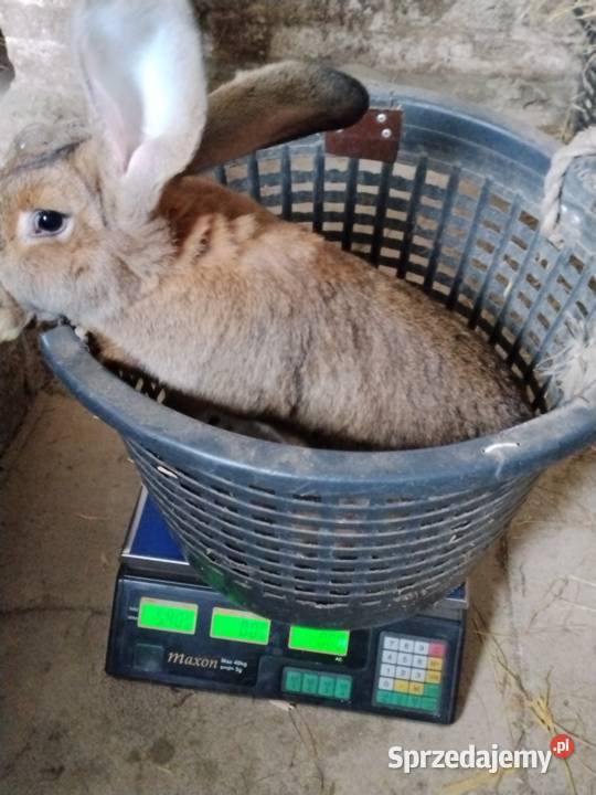 Króliki Suchożebry