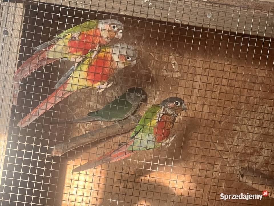 Papugi z domowej hodowli nimfy faliste lubelskie Kraśnik