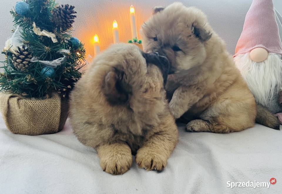 Przeurocza suczka Chow chow Łomża sprzedam