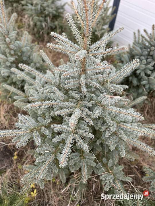 Choinki Jodła kaukaska świerk pospolity Radom