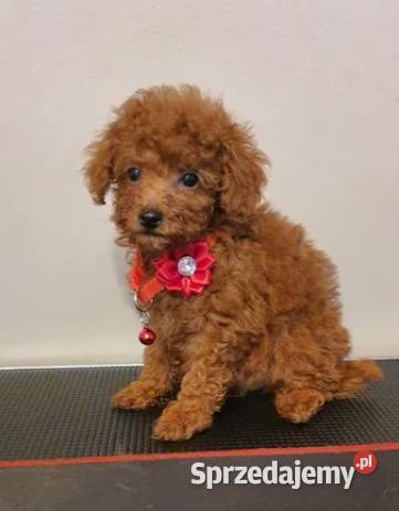 Pudel Toypudelek red śliczna suczka Częstochowa sprzedam