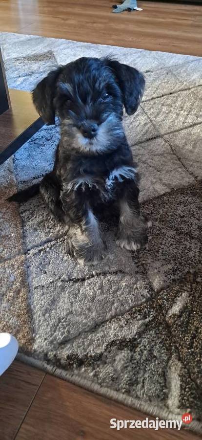 Sznaucer miniaturowy