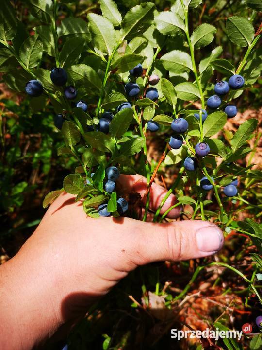 Jagody Leśne 125zl litr Świeże Nadal Zbieram Owoce wielkopolskie sprzedam