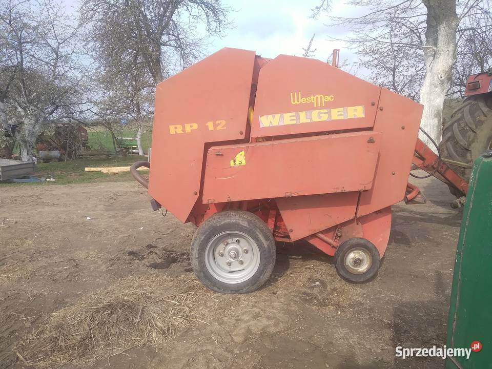Sprzedam prase welger Nowogród sprzedam