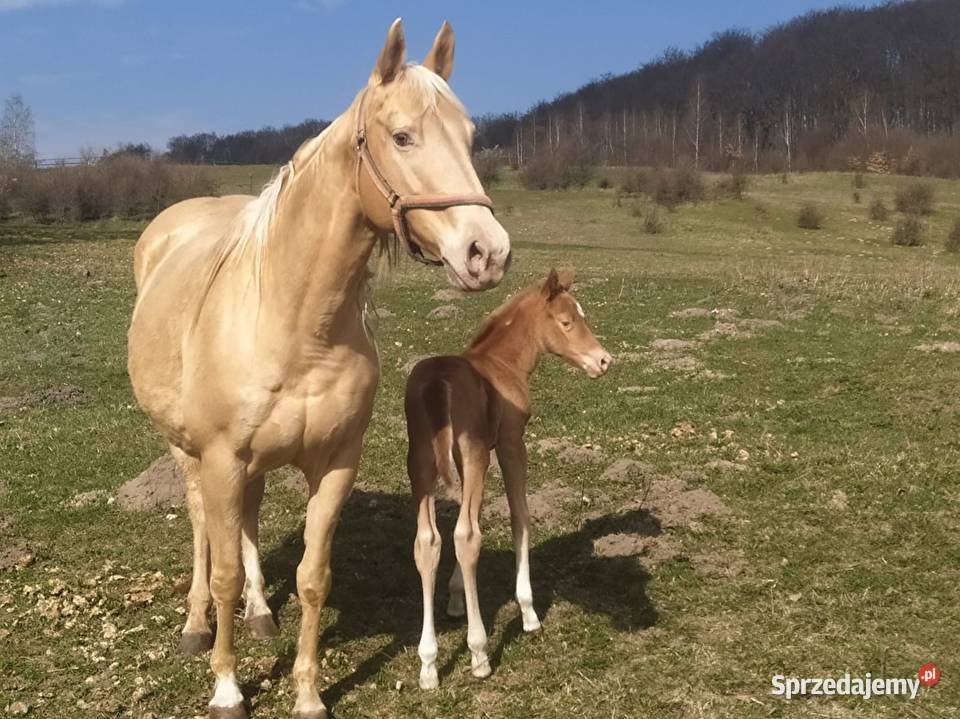 AQH quarter klacz złoty szampan Czerniewo sprzedam