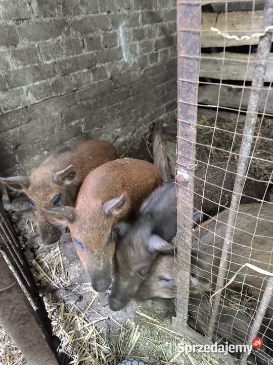 Prosiaki mieszańce Przegaliny Małe