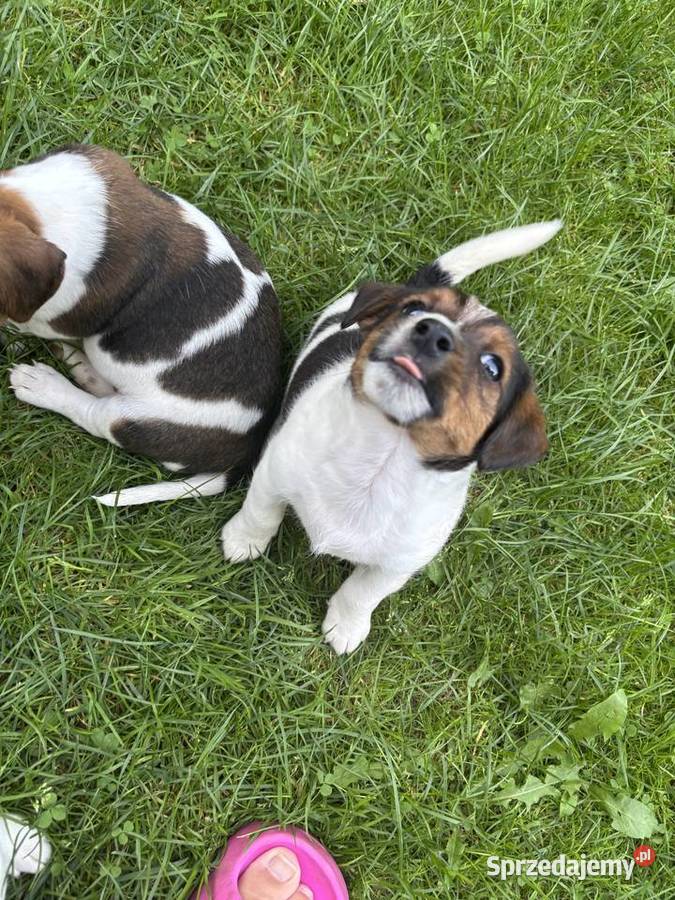 Jack Russell Terrier szczeniaki Jack Russell Terrier Bachowice sprzedam