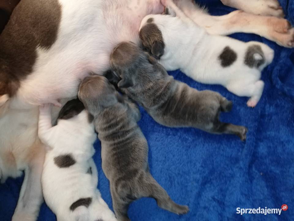 buldog francuski niebieskie i białoniebieskie