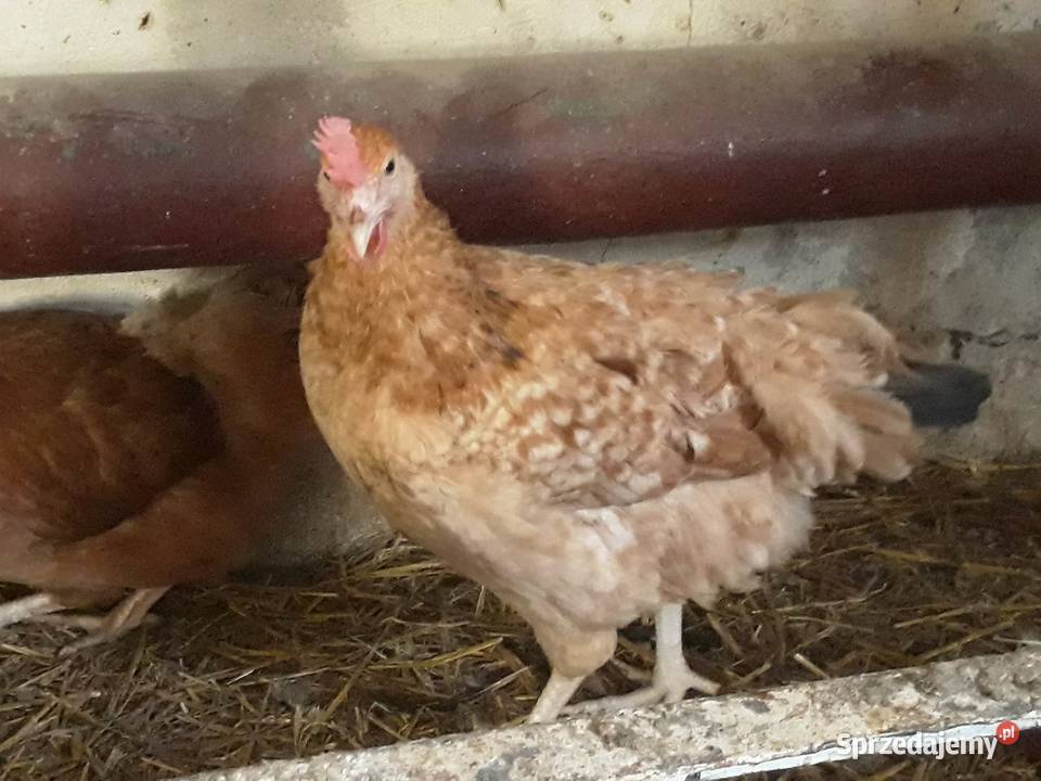 Kury nioski młode min Rosa Sussex Greenshell Drób i ptactwo Łaziska sprzedam