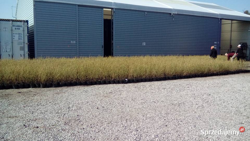 Sadzonki borówki amerykańskiej 3 i 4letnie Owocowe Radomyśl nad Sanem