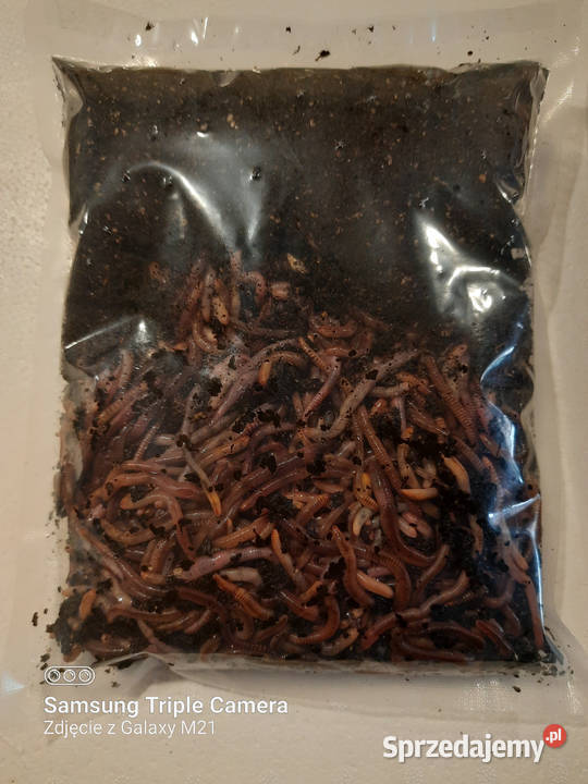 Dżdżownice do kompostu i na ryby Żarłoczne i Białogard