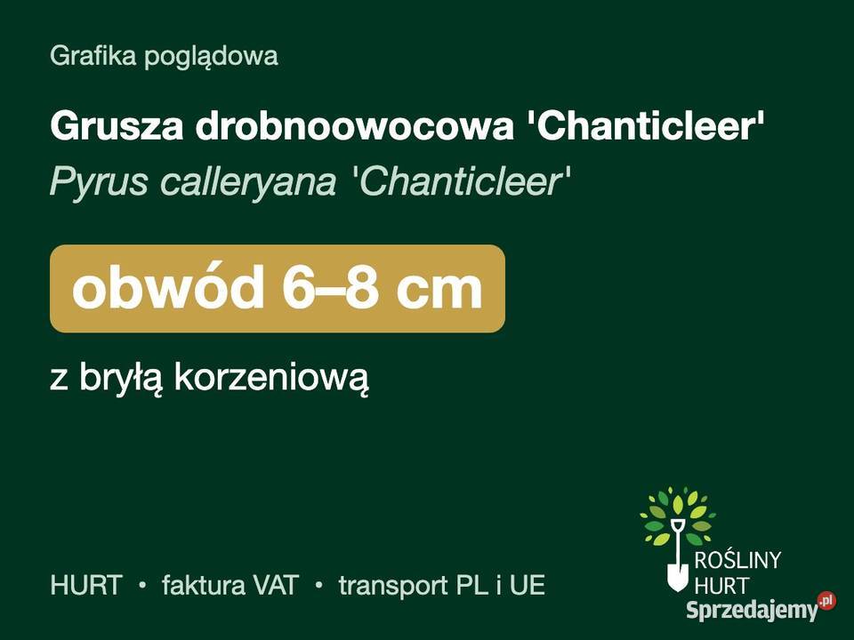 Grusza drobnoowocowa Chanticleer obwód 68 z