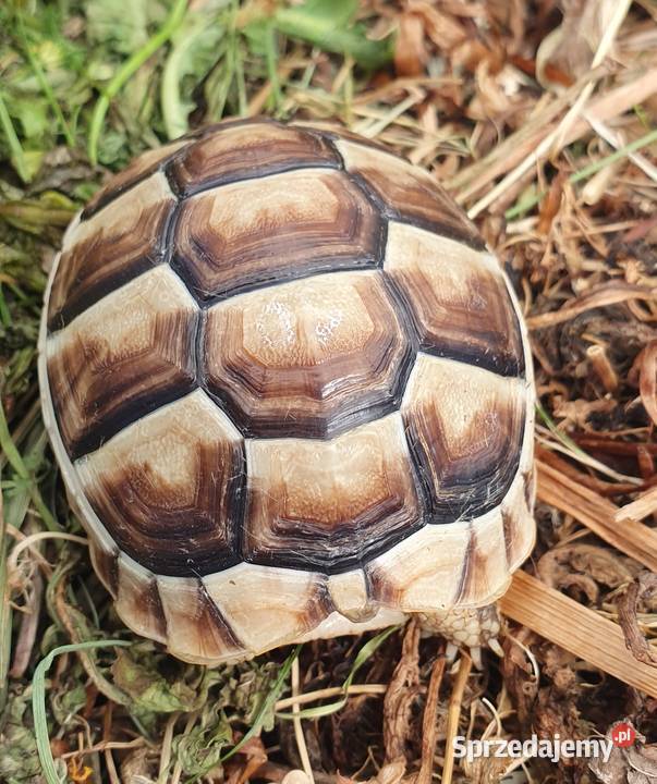 Żółw grecki Chrzanów