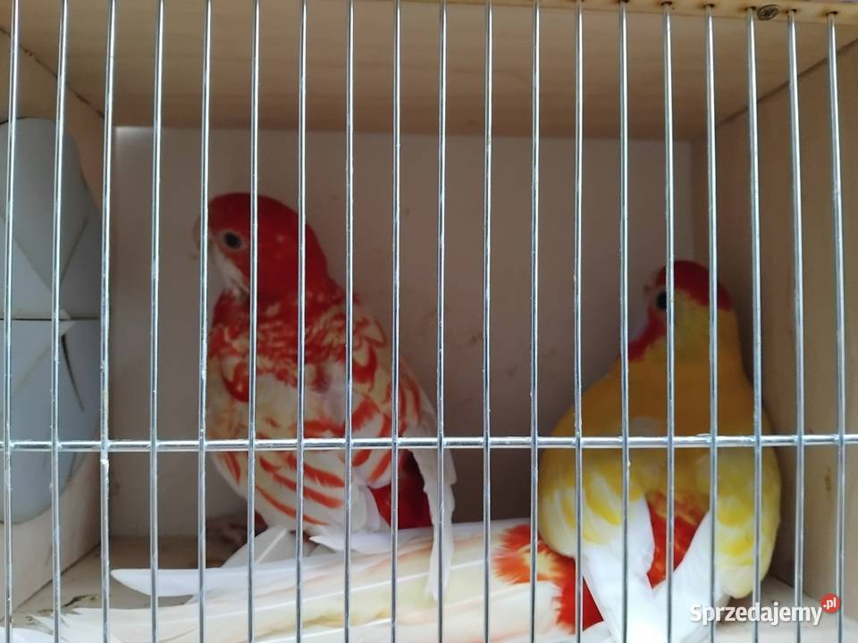 Papugi rozelle Ptaki Prabuty