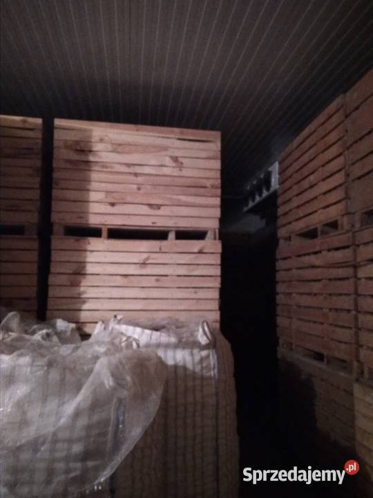 Ziemniaki sadzeniaki skrobiowe Eurostarch klB Rośliny okopowe Łuków sprzedam