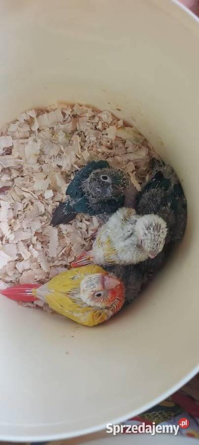 Papugi rudosterki ręcznie karmione Tychy sprzedam