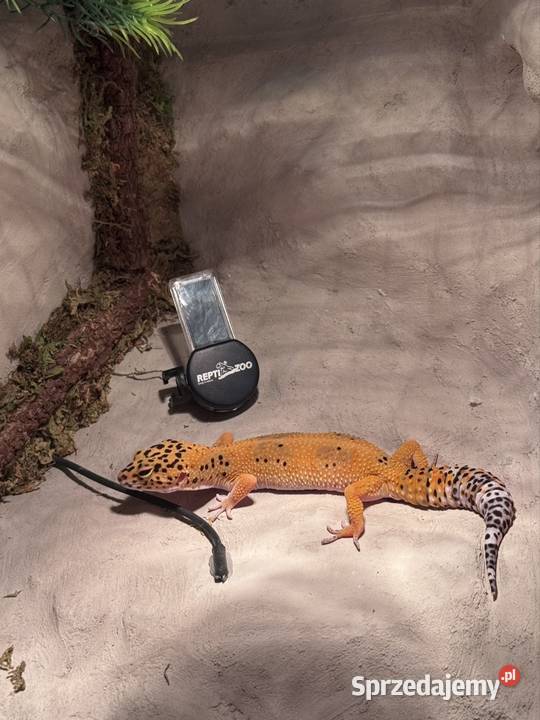 Gekon lamparci Gady i płazy kujawsko-pomorskie Kołodziejewo