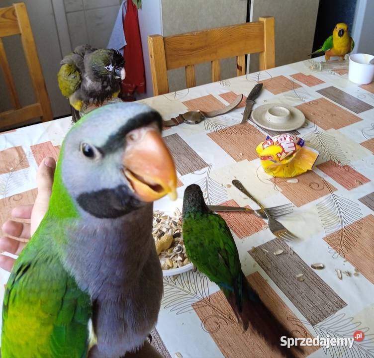 Papuga ręcznie karmiona Aleksandretta Chińska Żernica