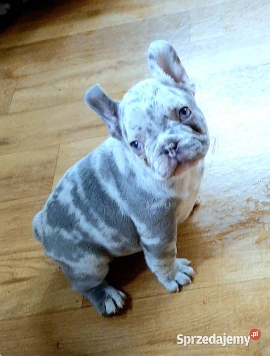 Buldogi francuskie szczenieta Pabianice