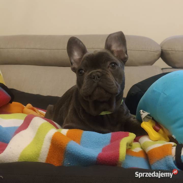 Buldog francuski BLUE niebieski pies piesek Padew Narodowa