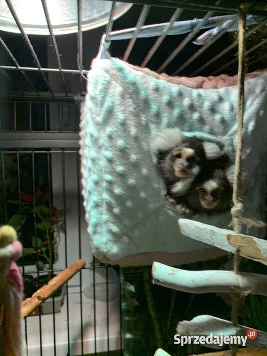 Małpki marmozeta klatka z wyposażeniem Bydgoszcz