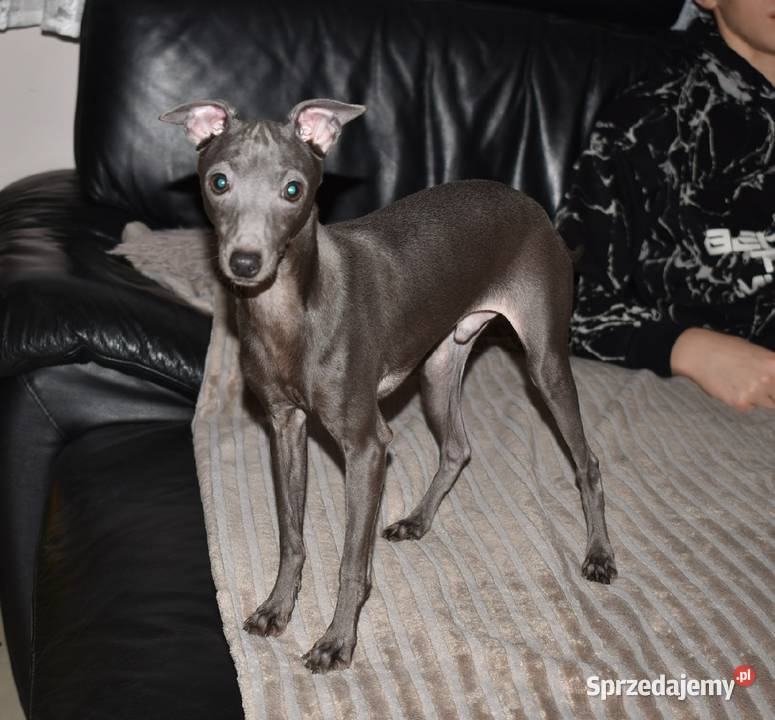 Charcik Włoski piesek ZKwP FCI Zielona Góra sprzedam