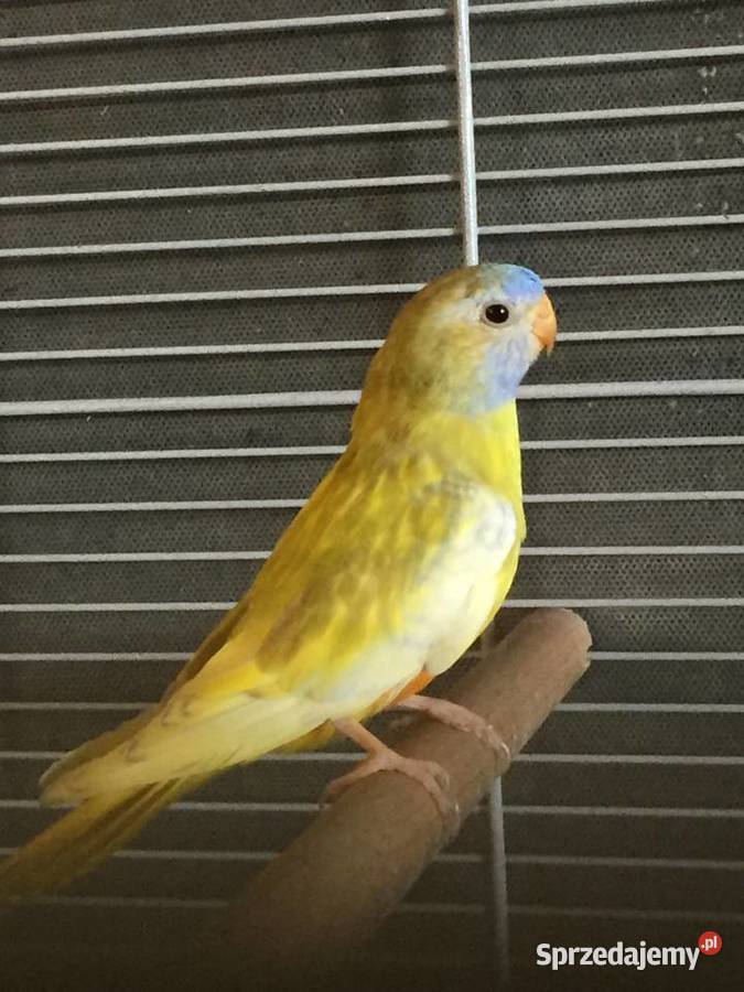 Łąkówki wspaniałe Gorzów Wielkopolski