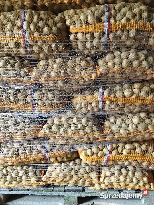 Ziemniaki Tajfun w kalibrażu sadzeniakowym 3545 Wieluń